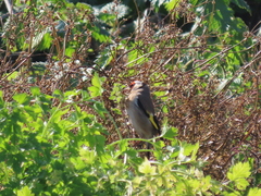 Carduelis carduelis