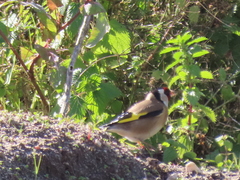 Carduelis carduelis