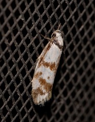 Palimmeces variegata