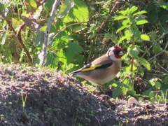 Carduelis carduelis