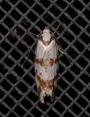 Palimmeces variegata