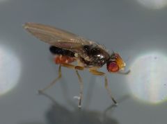 Scaptomyza fuscitarsis