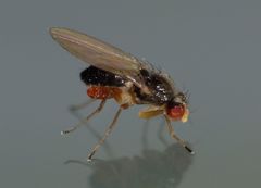 Scaptomyza fuscitarsis