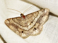 Chiasmia streniata