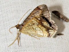 Chiasmia streniata