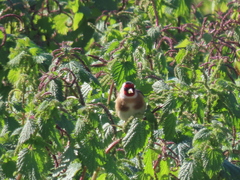 Carduelis carduelis
