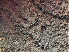 Omobranchus germaini