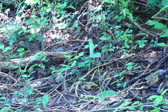 Coryphospingus pileatus