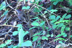 Coryphospingus pileatus