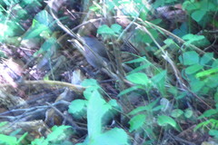 Coryphospingus pileatus