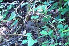 Coryphospingus pileatus