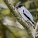 Black-crowned Tityra - Photo (c) David Monroy R, some rights reserved (CC BY-NC), uploaded by David Monroy R