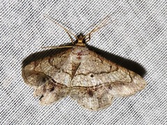 Chiasmia streniata