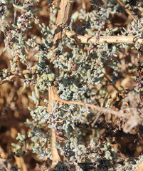 Suaeda nigra
