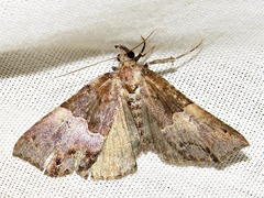 Rhynchodontodes antistropha