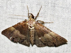 Rhynchodontodes antistropha