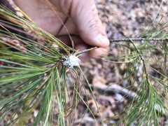 Akanthomyces aculeatus