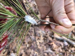 Akanthomyces aculeatus