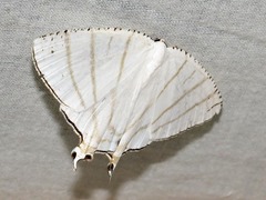 Urapteroides recurvata