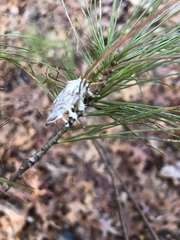 Akanthomyces aculeatus