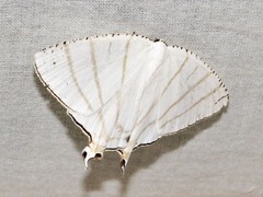 Urapteroides recurvata