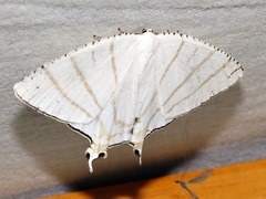 Urapteroides recurvata