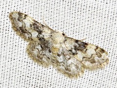 Idaea fumilinea