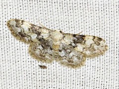 Idaea fumilinea