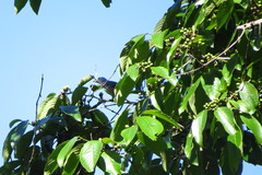 Thraupis palmarum