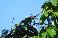Thraupis palmarum
