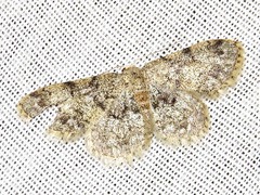 Idaea fumilinea