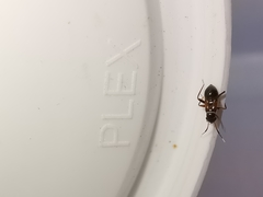 Pilophorus perplexus