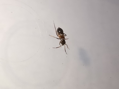 Pilophorus perplexus