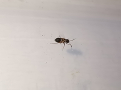 Pilophorus perplexus