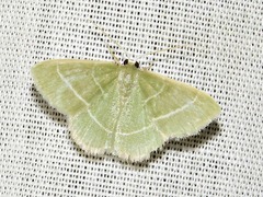 Chlorissa attenuata