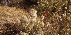 Brickellia veronicifolia