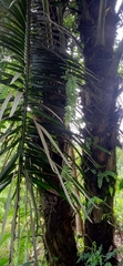 Arenga pinnata