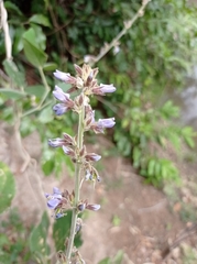 Calopogonium caeruleum