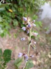 Calopogonium caeruleum