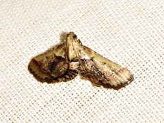Zitha zonalis