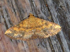 Cerynea thermesialis