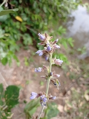 Calopogonium caeruleum
