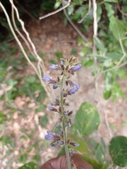 Calopogonium caeruleum