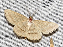 Isturgia catalaunaria