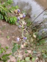Calopogonium caeruleum