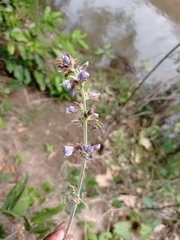 Calopogonium caeruleum