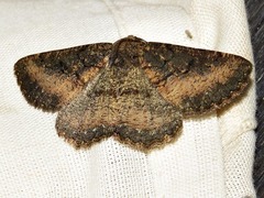 Aphilopota subalbata