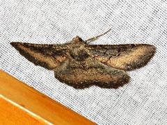 Aphilopota subalbata