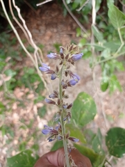 Calopogonium caeruleum