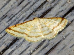 Heterostegane rectistriga